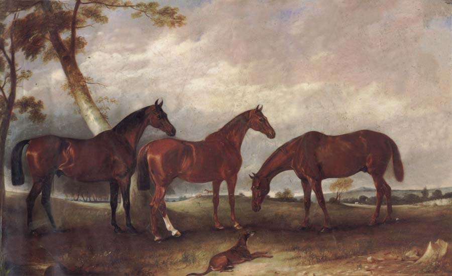 Some Horses